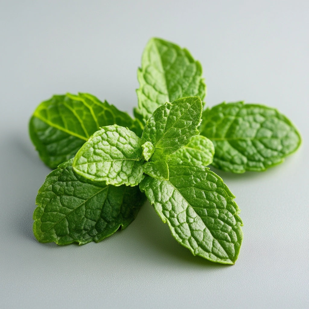 Extra résistant: Sans sucre Menthe verte, 60 pièces (162g) - Le chewing-gum le plus efficace pour la mâchoire