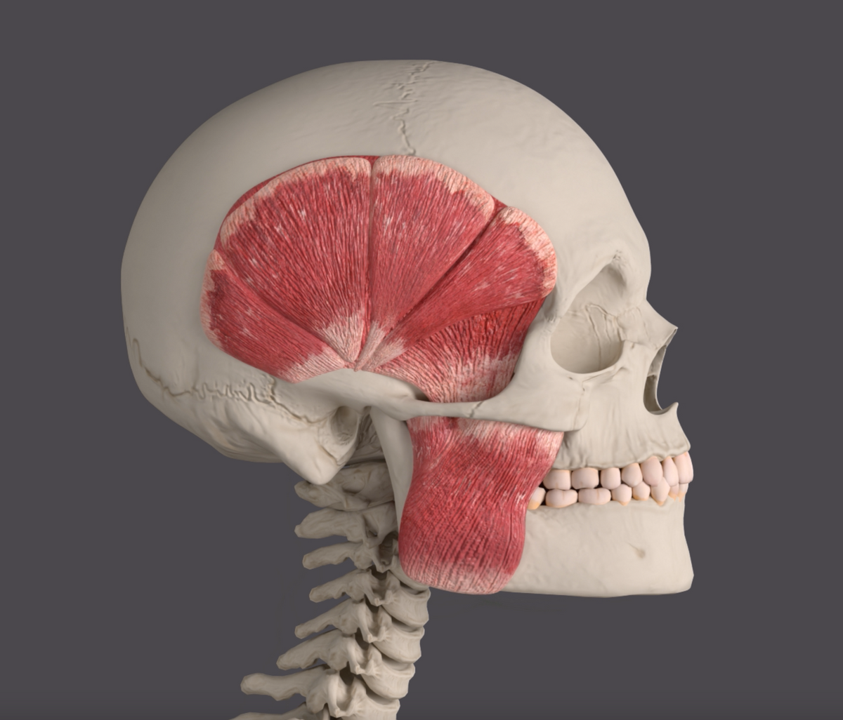 Regular: Strawberry Sugar Free, 120 pieces (320g) - Hard gum | Optimal Shore Rigidity for Jaw Growth